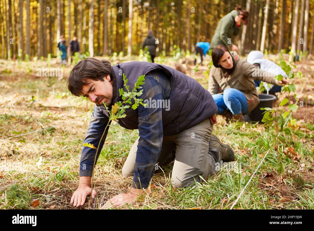 Foresters e volontari piantando alberi nella foresta come un progetto di protezione ambientale Foto Stock