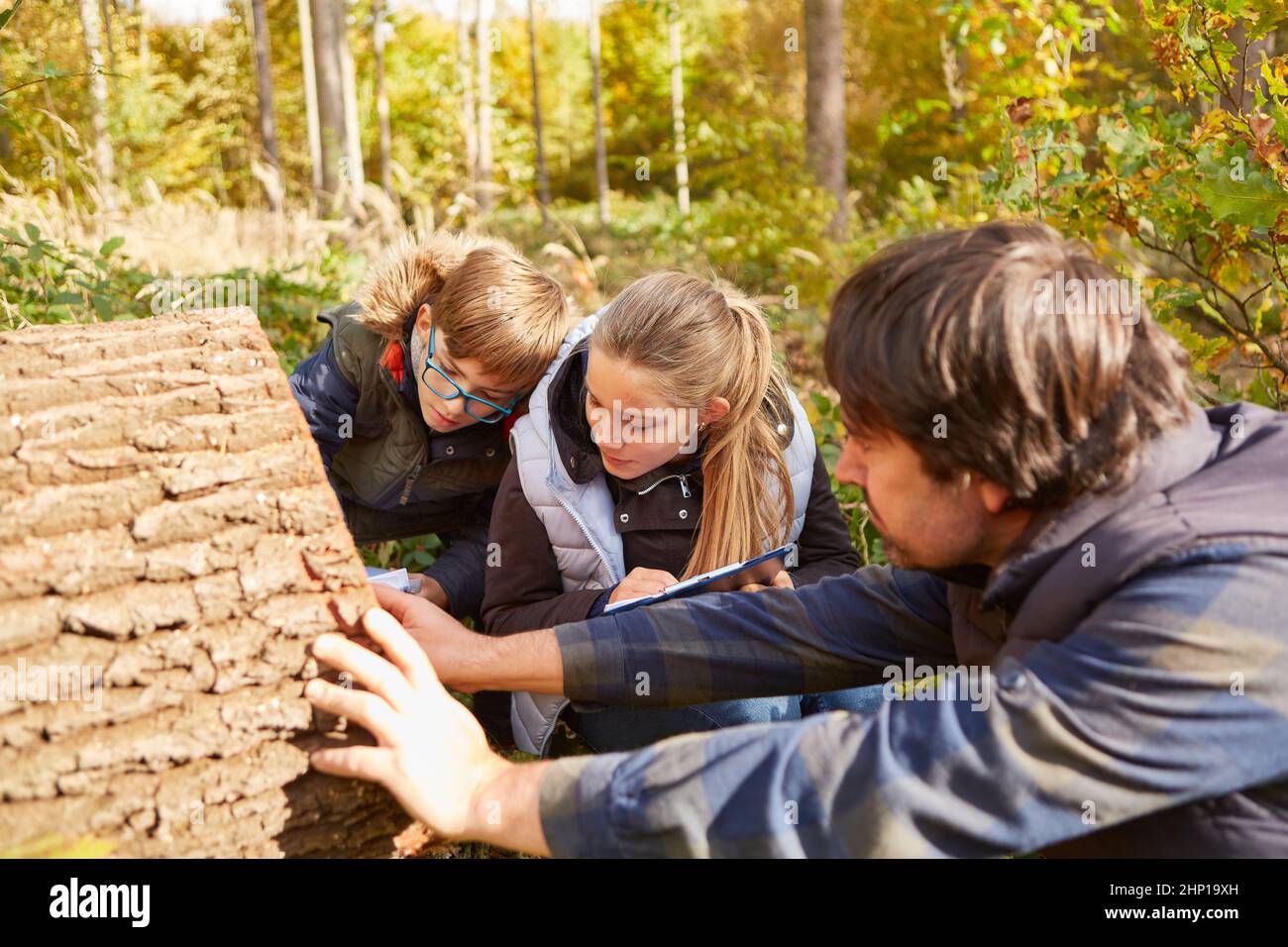 I bambini ed i foresters guardano gli anelli annuali sull'albero insieme per determinare l'età Foto Stock