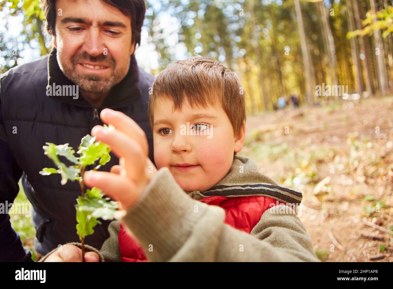 Forester e bambino con foglie di quercia in lezioni di scienza degli alberi come educazione alla natura nella foresta Foto Stock