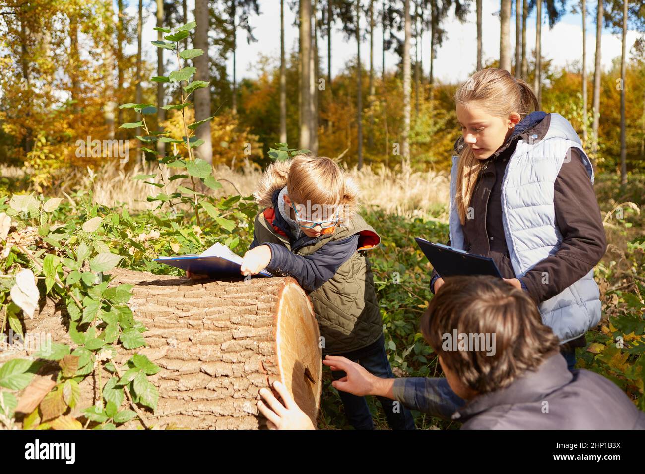 I bambini imparano come determinare la loro età al tronco dell'albero con l'aiuto del forester Foto Stock