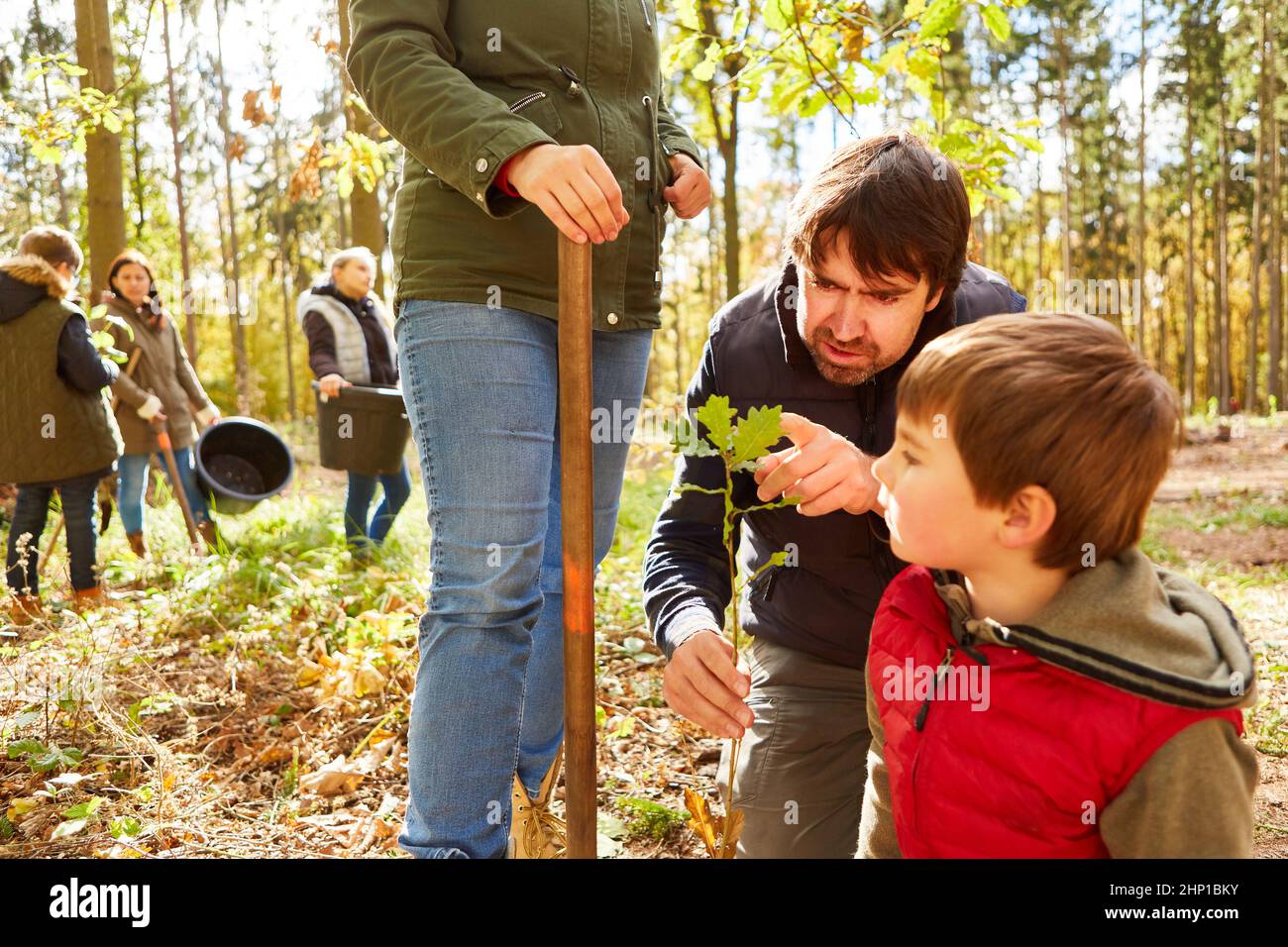 Förster spiega le foglie di un bosco di querce durante un tour guidato attraverso la foresta Foto Stock