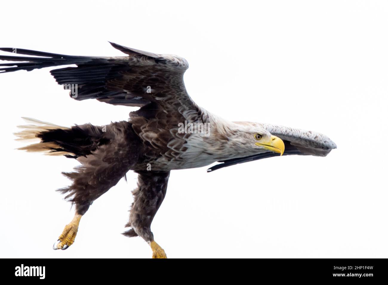 White-Tailed Sea Eagle in volo sull'isola di Mull Foto Stock