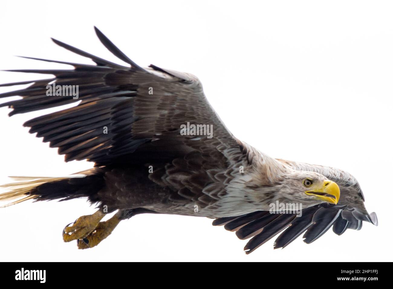 White-Tailed Sea Eagle in volo sull'isola di Mull Foto Stock