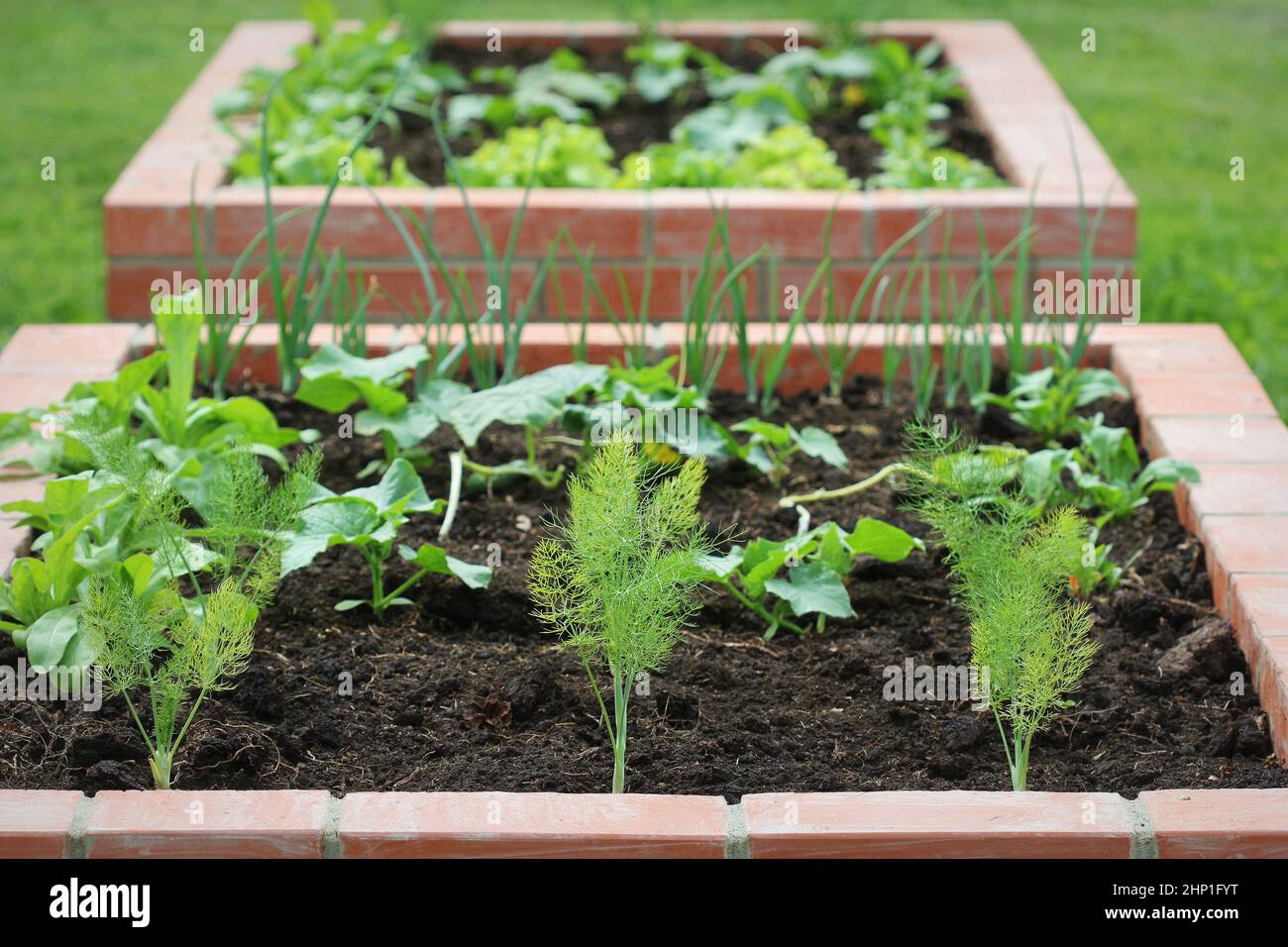 Letti rialzati giardinaggio in un giardino urbano coltivando piante erbe spezie bacche e verdure. Raccolta della lattuga . Foto Stock