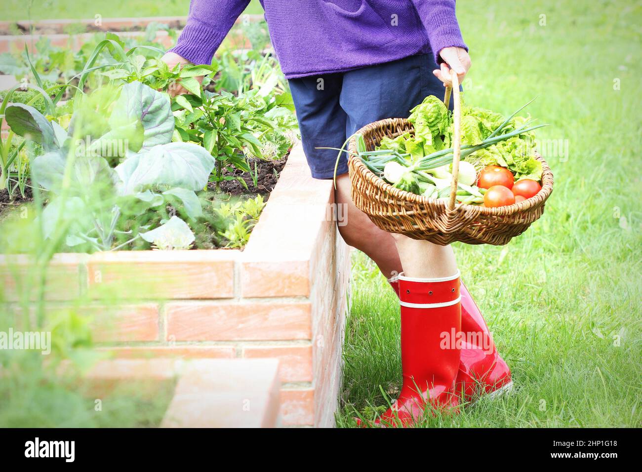 Donna giardiniere raccolta ortaggi .Raised letti giardinaggio in un giardino urbano coltivazione piante erbe spezie bacche e verdure . Foto Stock