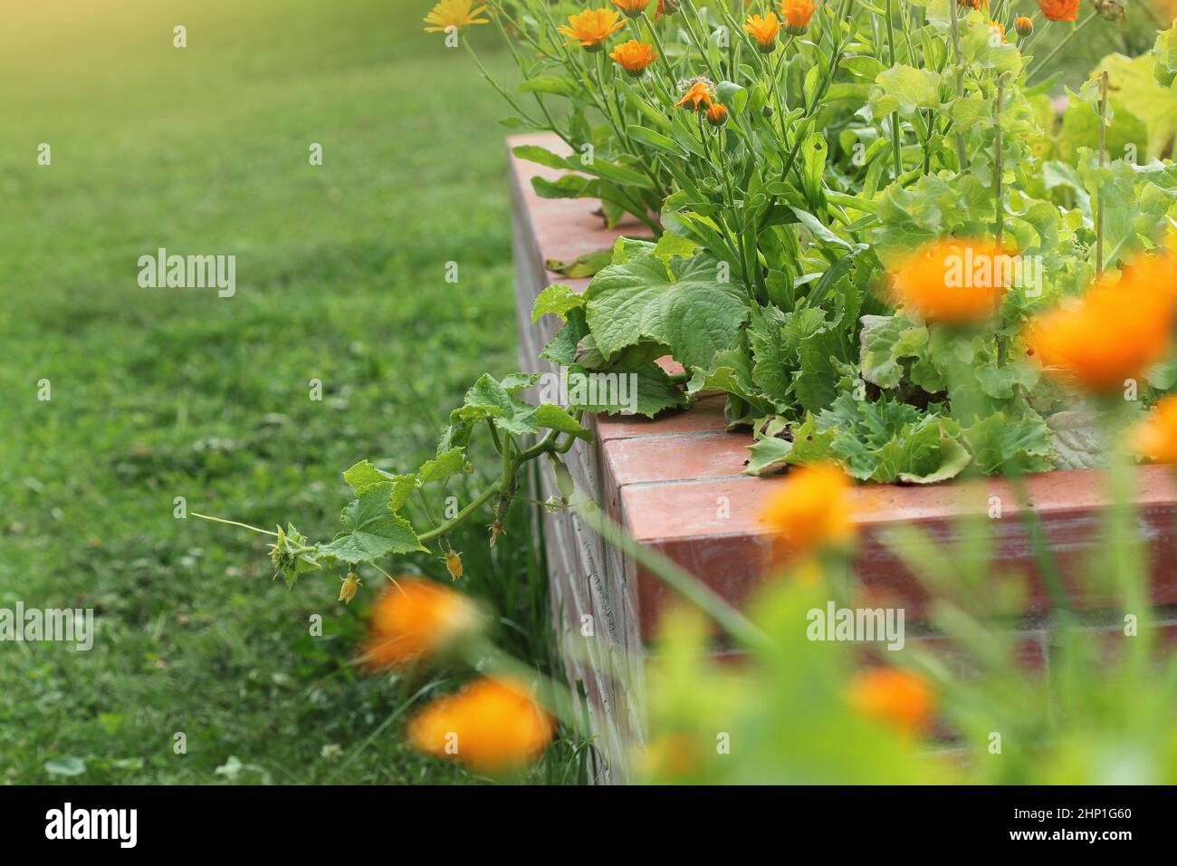 Letti rialzati giardinaggio in un giardino urbano coltivando piante erbe spezie bacche e verdure . Foto Stock