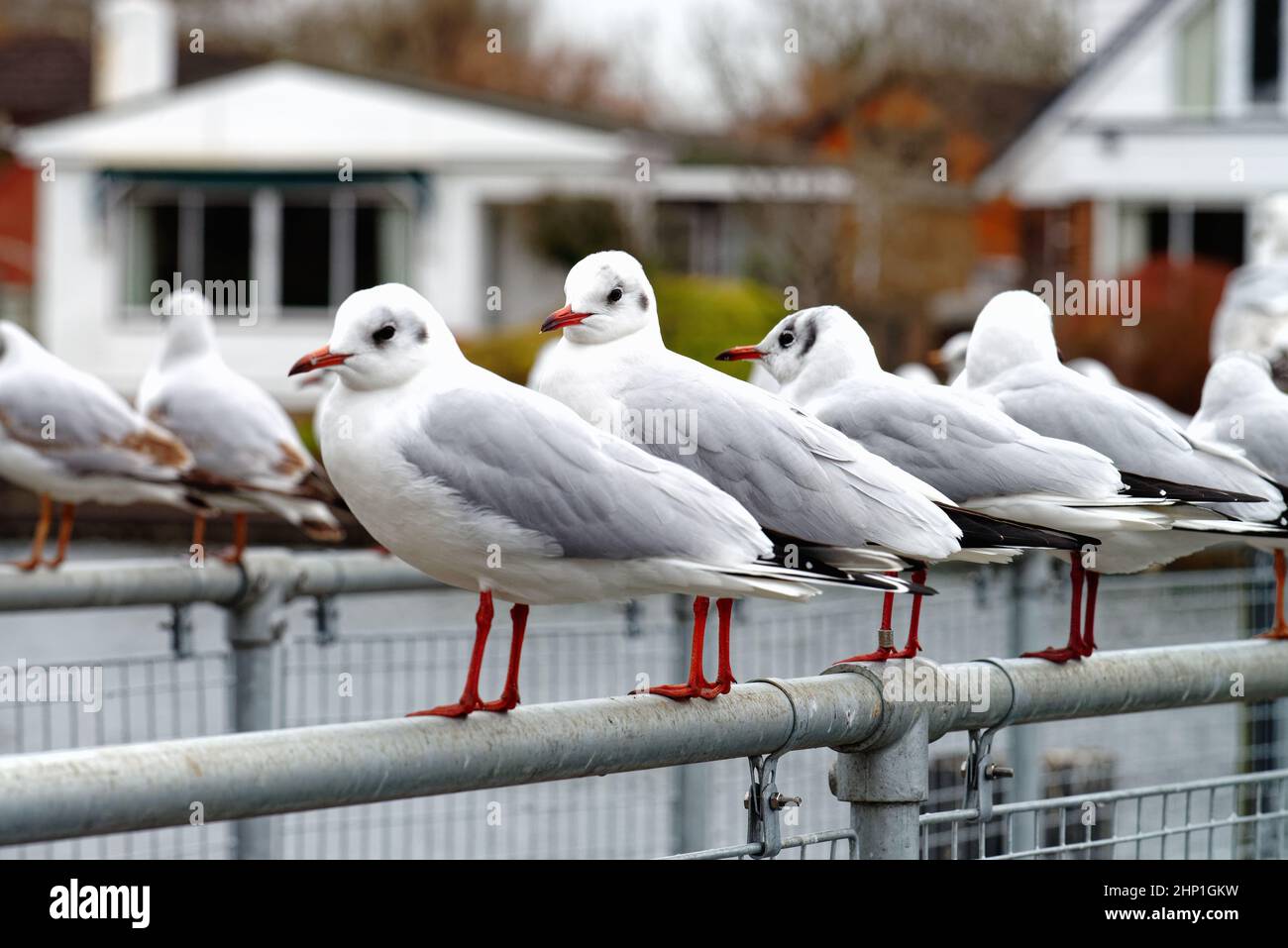 Una fila di gabbiani a testa nera, Larus ridibundus in piumaggio d'inverno arroccato su una recinzione di metallo dal fiume a Walton sul Tamigi Surrey Inghilterra Regno Unito Foto Stock