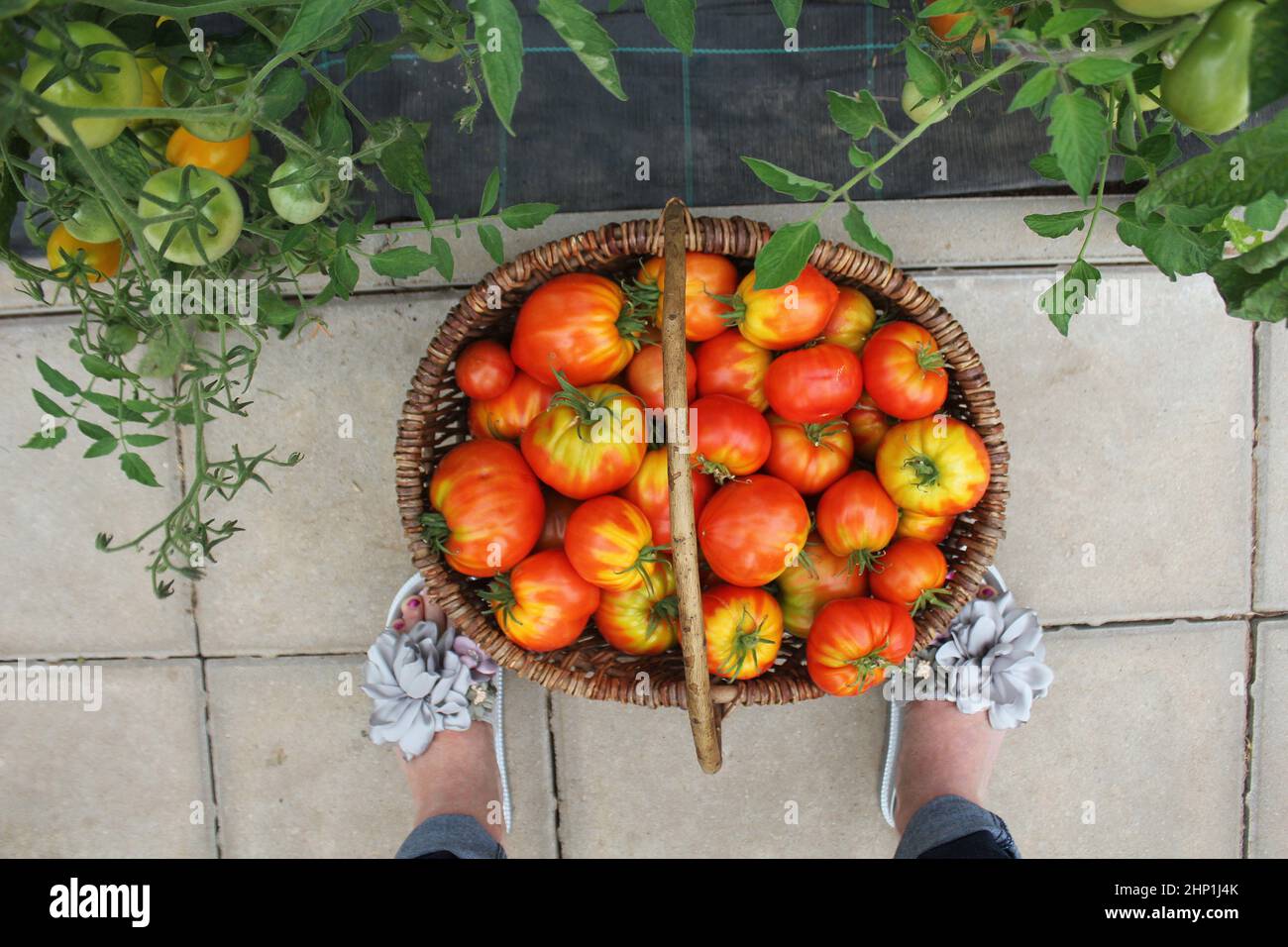 Raccolta di pomodori raccolta nella casa verde. Pomodoro di manzo grande in paniere . Foto Stock