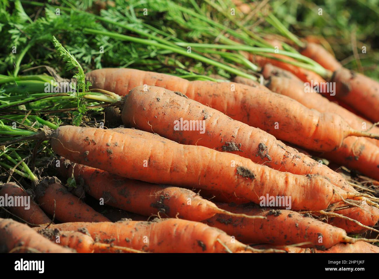 Mucchio di carote fresche mature su campo. Agricoltura biologica . Foto Stock
