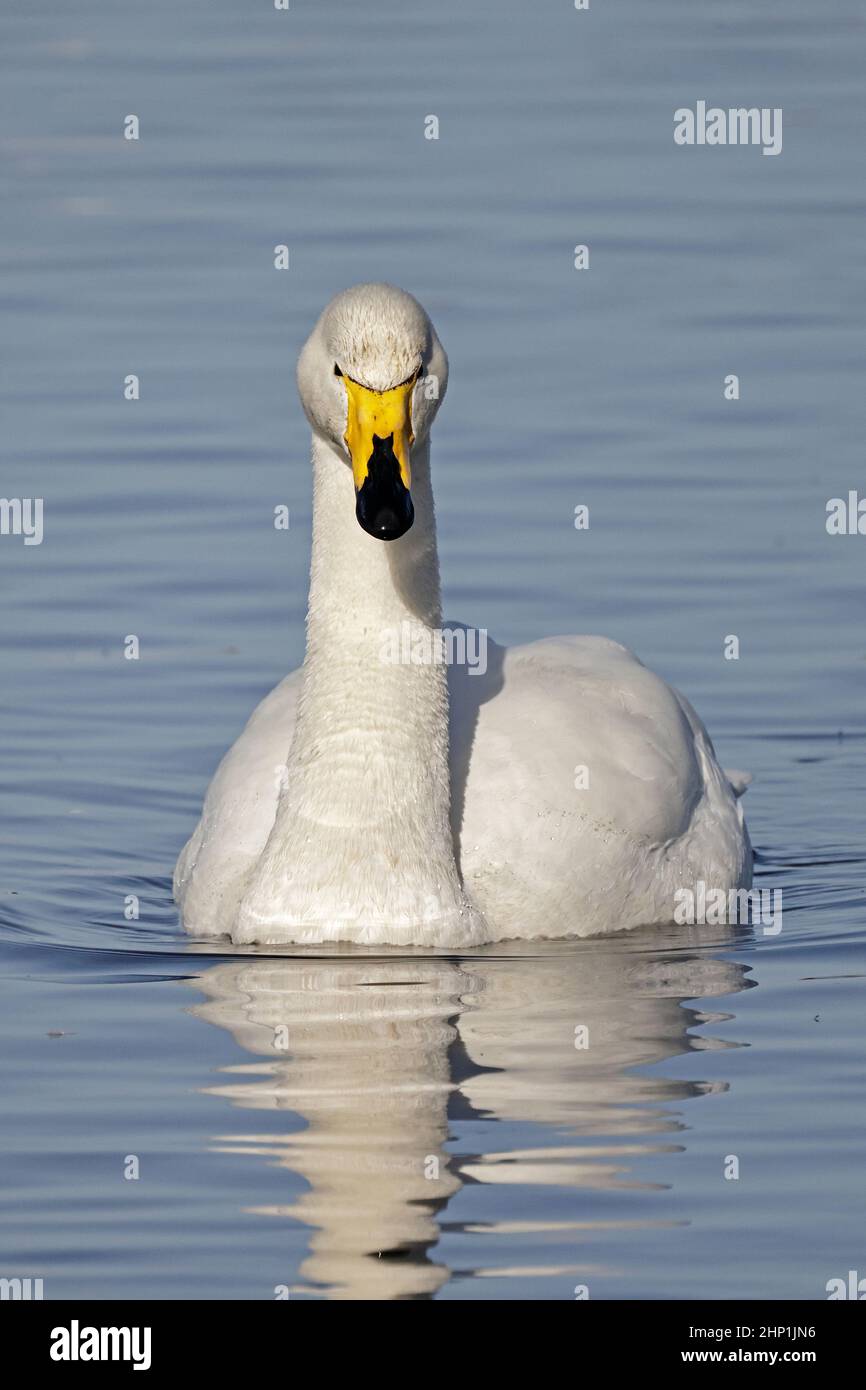Whooper Swan al Welney WWT UK Foto Stock