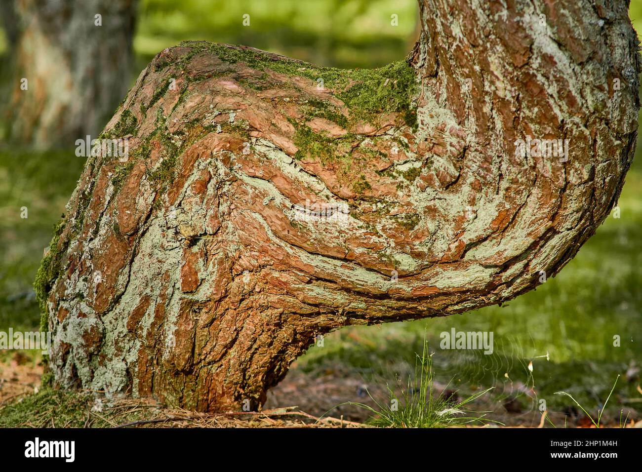 Foresta danzante sulla zona di cale curoniana della regione di Kaliningrad Foto Stock