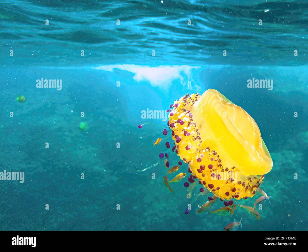 Medusa di mare galleggiante nell'acqua. Cotylorhiza tuberculata specie che vivono nelle acque superiori del Mar Mediterraneo, Mar Egeo, e. Foto Stock