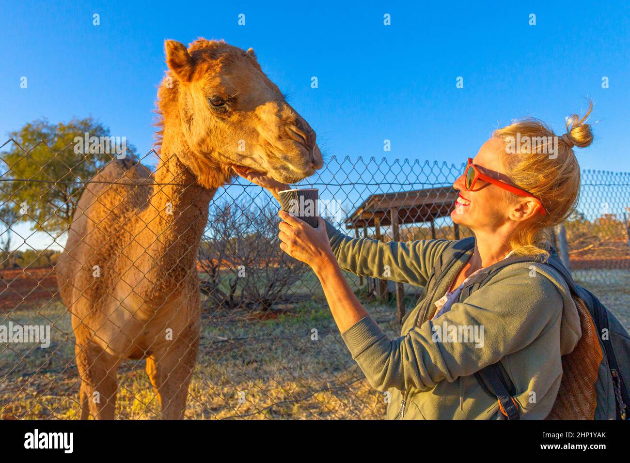 Ragazza con dromedario australiano nel territorio settentrionale dell'Australia. Camelus dromedarius specie. Endemico per l'Australia. Foto Stock