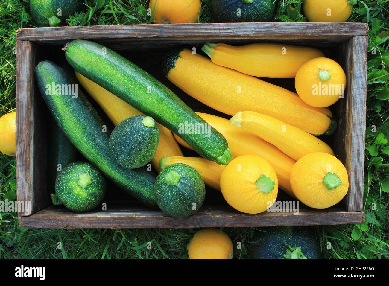 Raccolta delle zucchine. Squash fresco sdraiato in boxt. Squash fresco selezionato dal giardino. Concetto di cibo biologico . Foto Stock