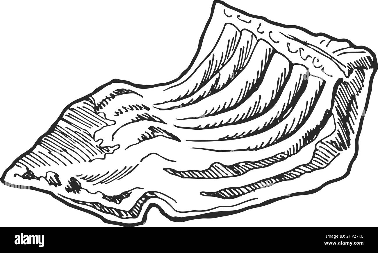 Costolette crude. Carne per cucinare in stile tirato a mano Illustrazione Vettoriale