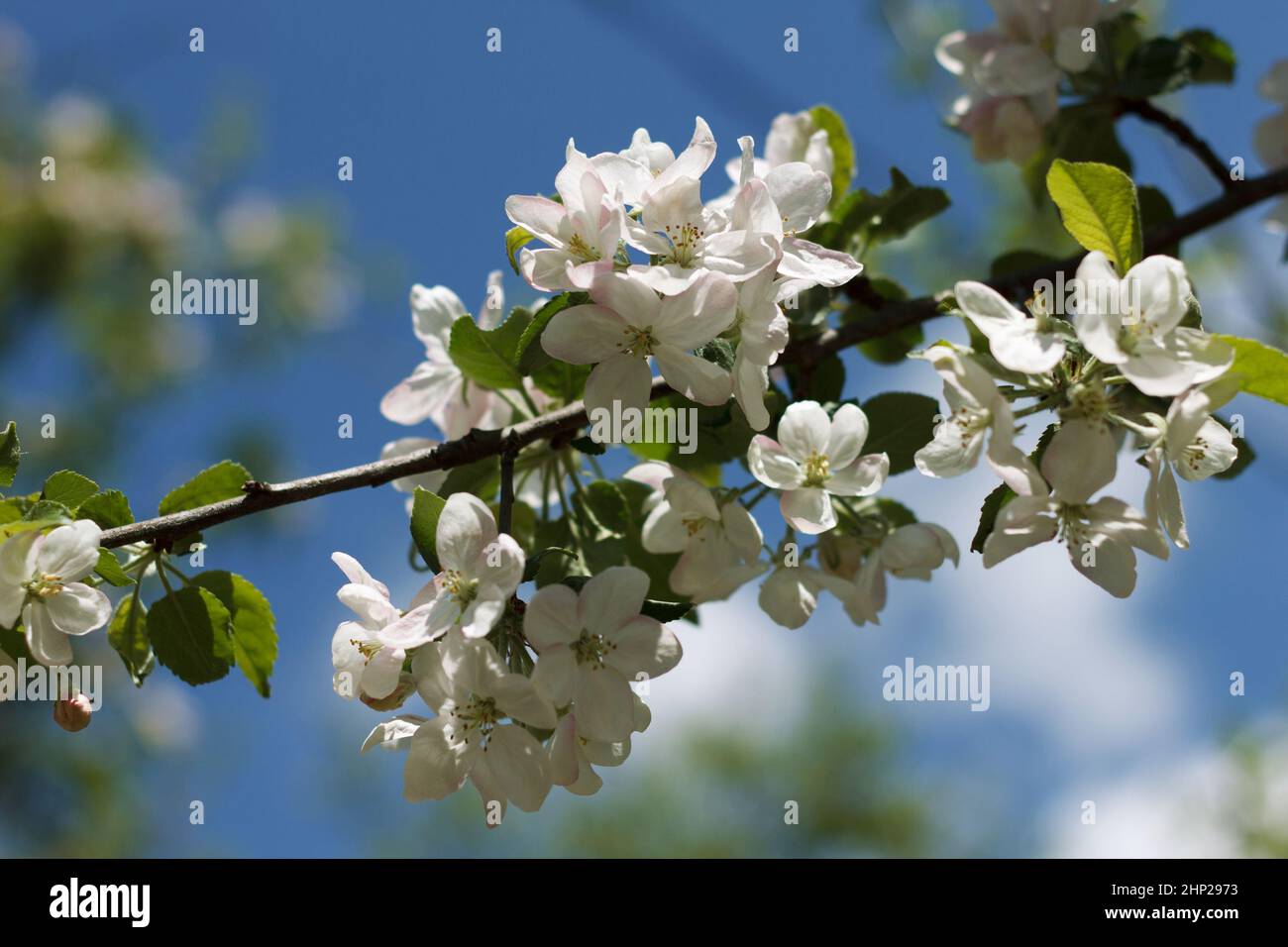 Alberi di mele in fiore primaverile sul cielo blu Foto Stock