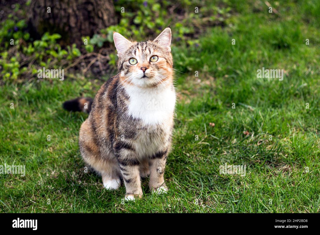 gatto in giardino su erba verde Foto Stock