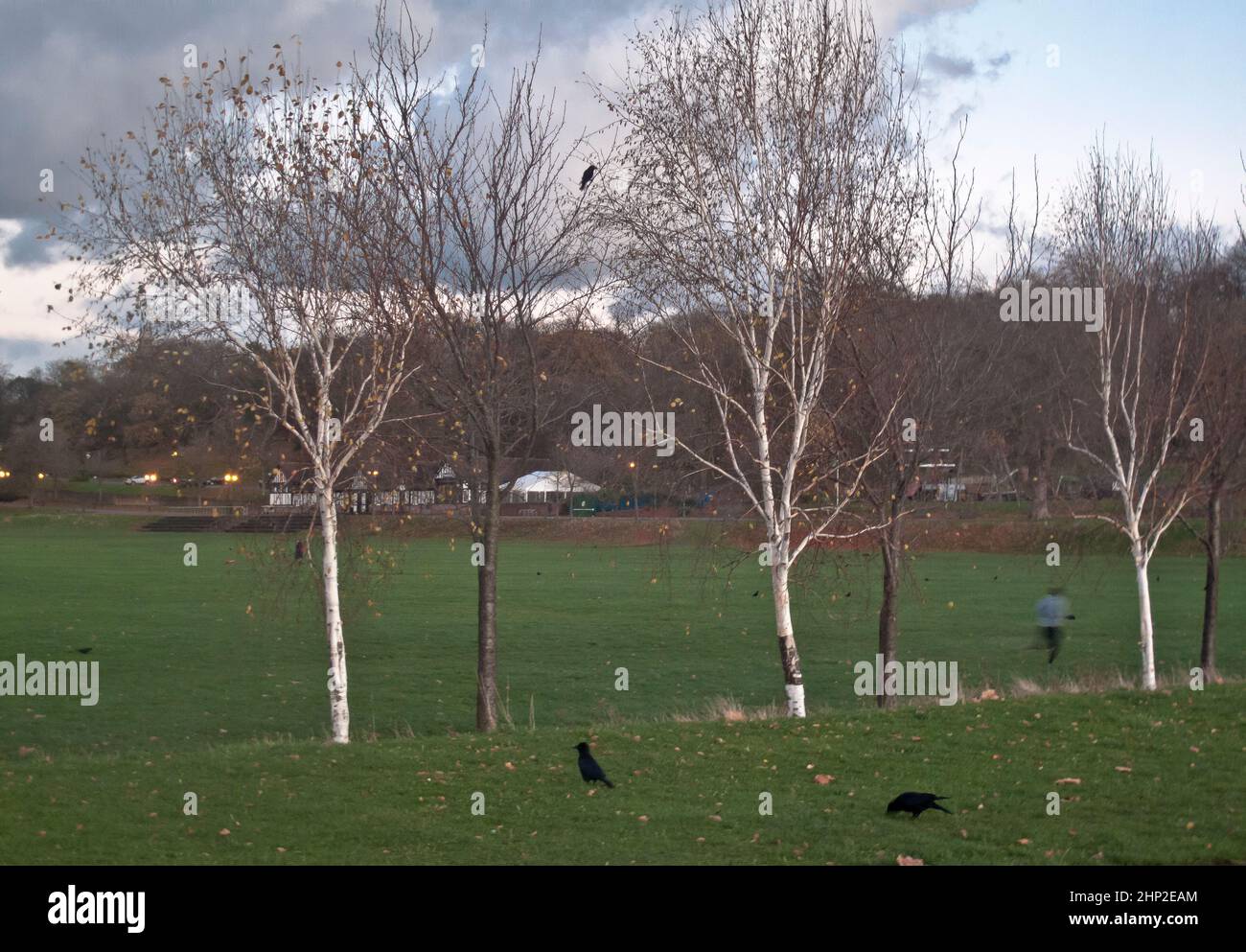 Tre alberi di betulla argentata, con erba, corvi e una persona che fa jogging. Forest Fields, Nottingham Foto Stock