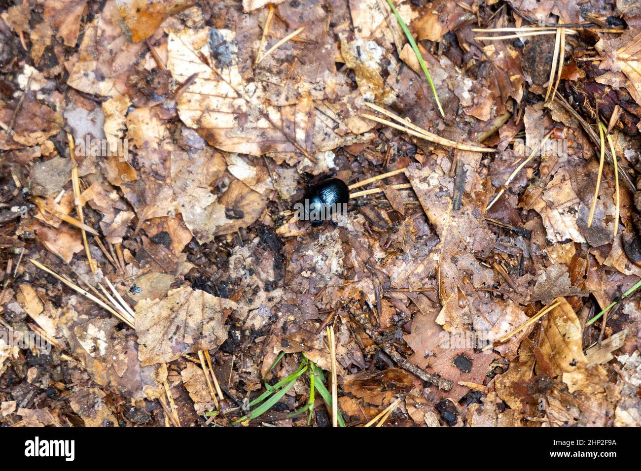 un coleottero nero in cerca di cibo o materiale da costruzione Foto Stock