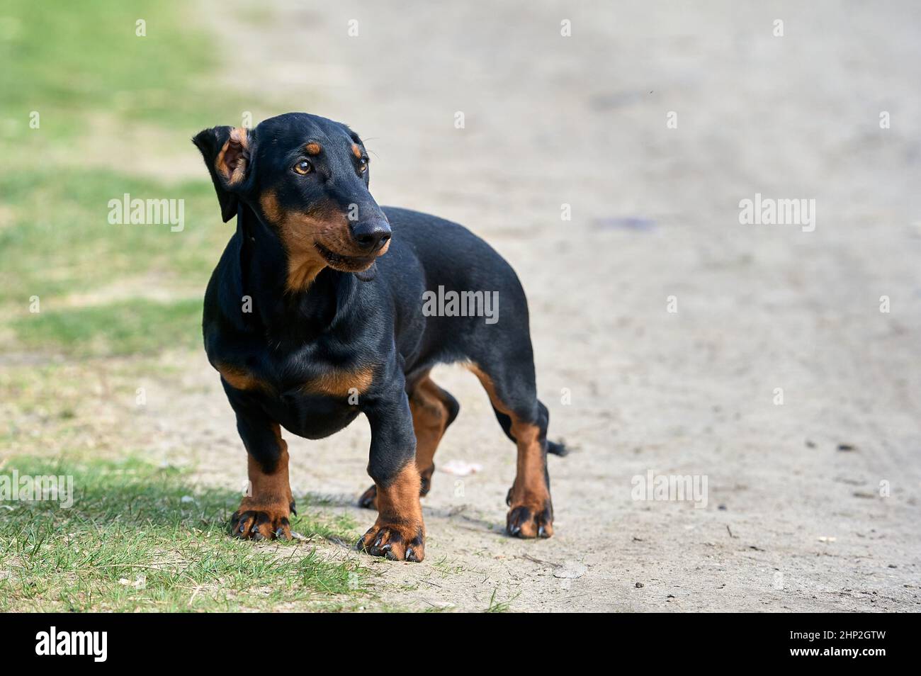 Il cane dachshund è in piedi su una strada sterrata. Foto di alta qualità Foto Stock