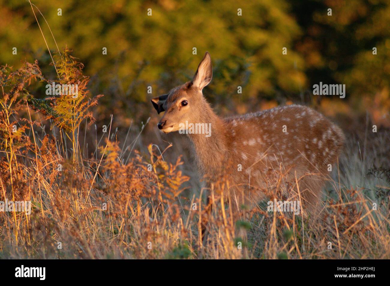 Il giovane cervo al sole Foto Stock