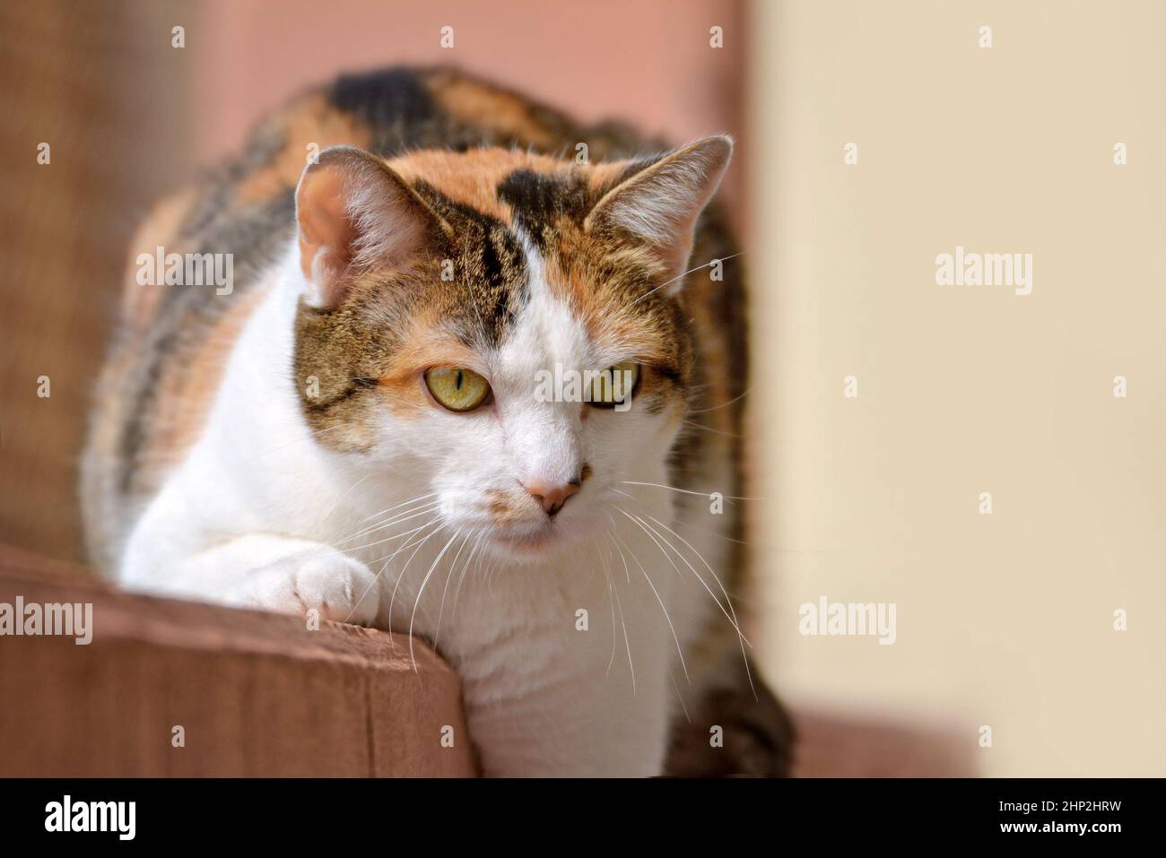 Calico Cat Eauropean Shorthair con occhi verdi Foto Stock