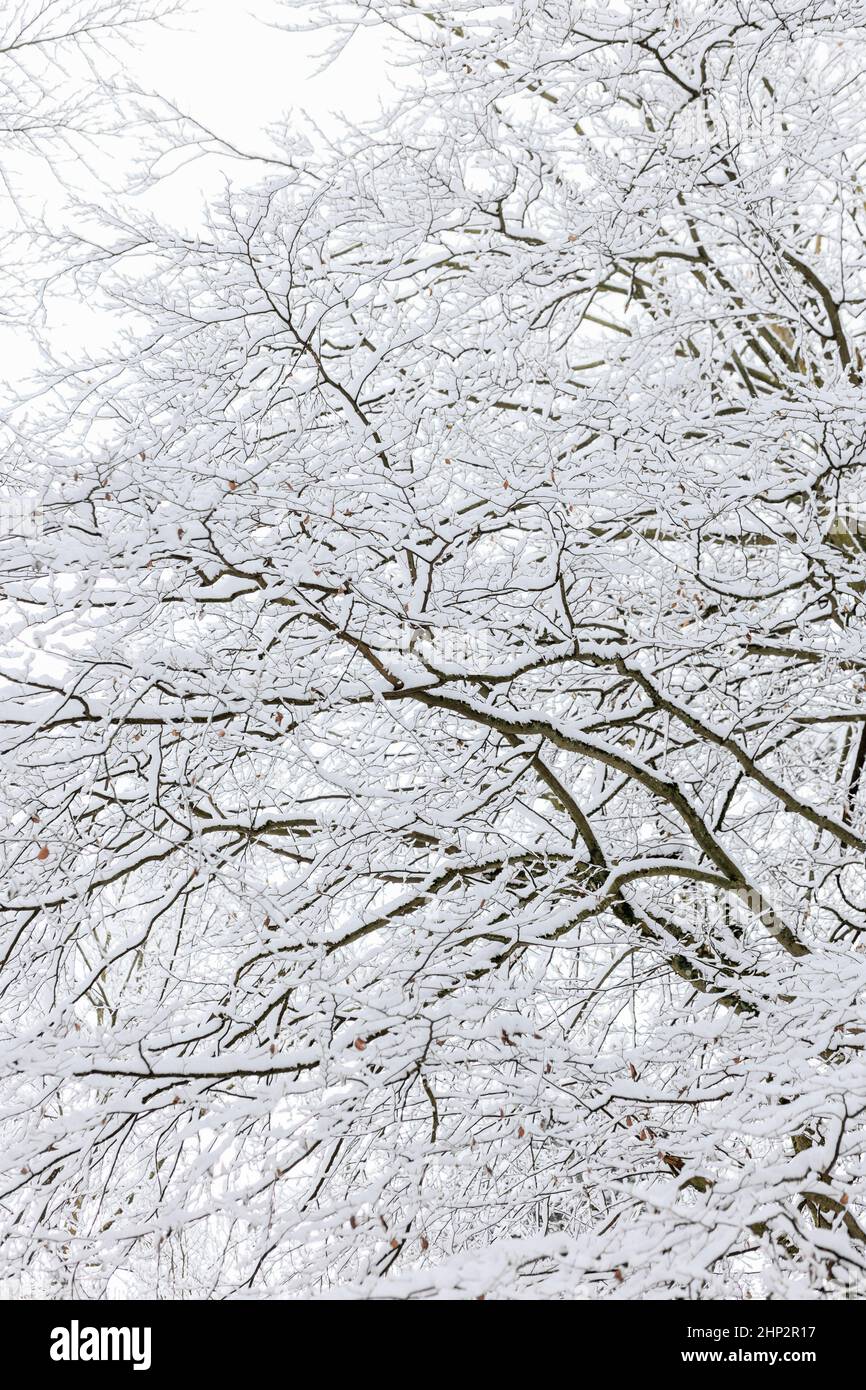 Buamkrone eines verschneiten Baumes Foto Stock
