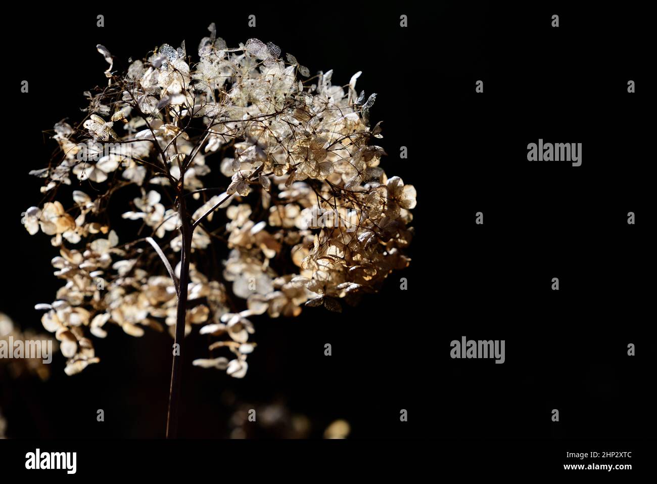Fiori secchi di Ball Hydrangea (Hydrangea arborescens) bagliano all'aperto su uno sfondo scuro retroilluminato in giardino sole in formato paesaggio Foto Stock