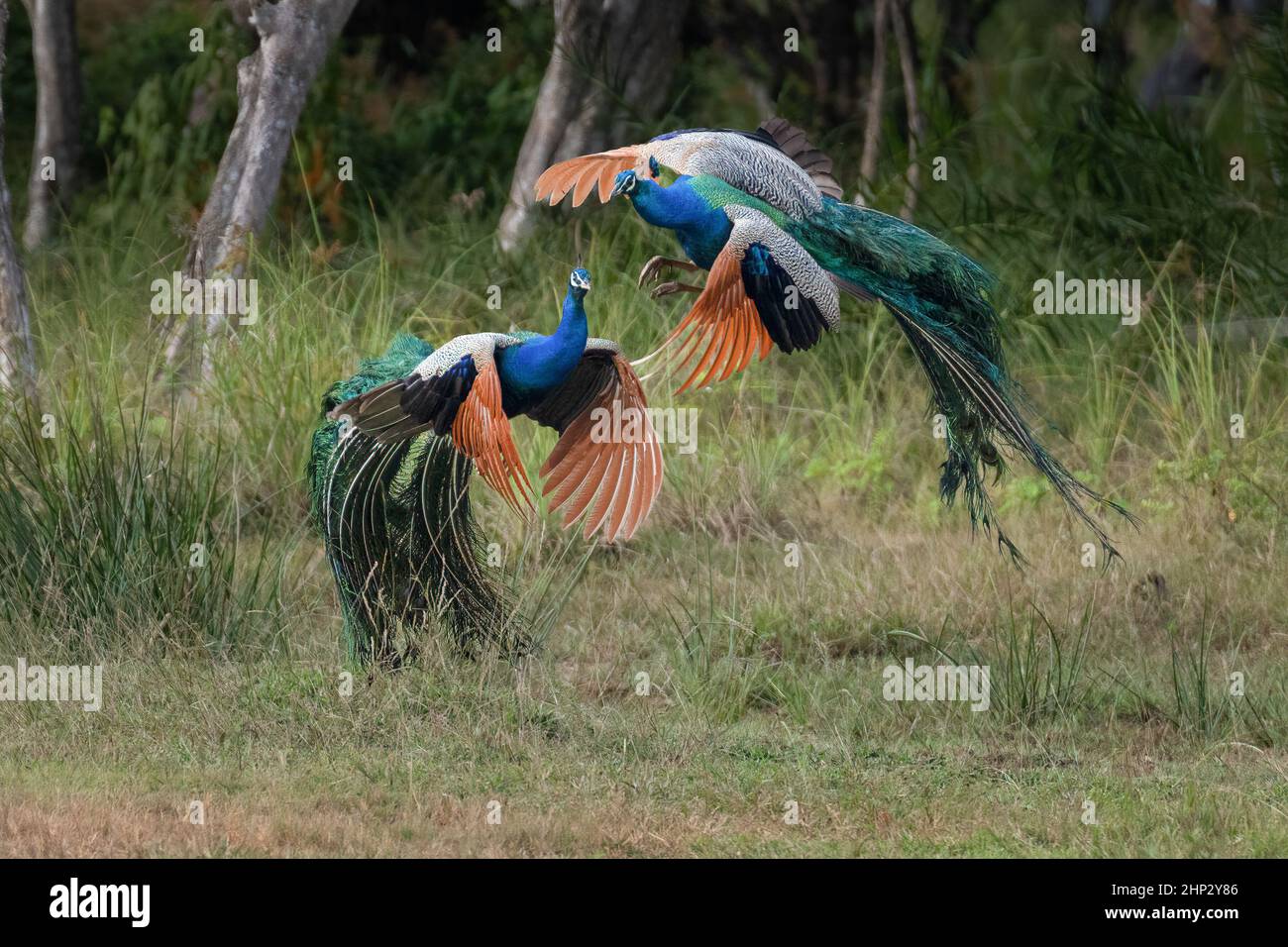 Peafowl maschio (Peacock) (Pavo cristatus) lotta per le donne Foto Stock