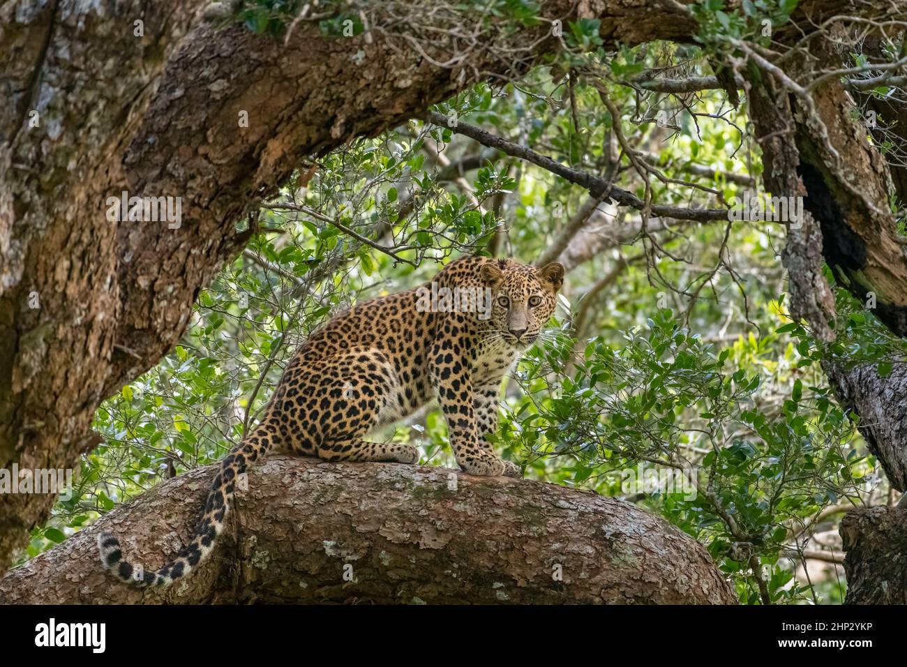 Leopardo (Panthera pardus kotiya), Sri Lanka Foto Stock