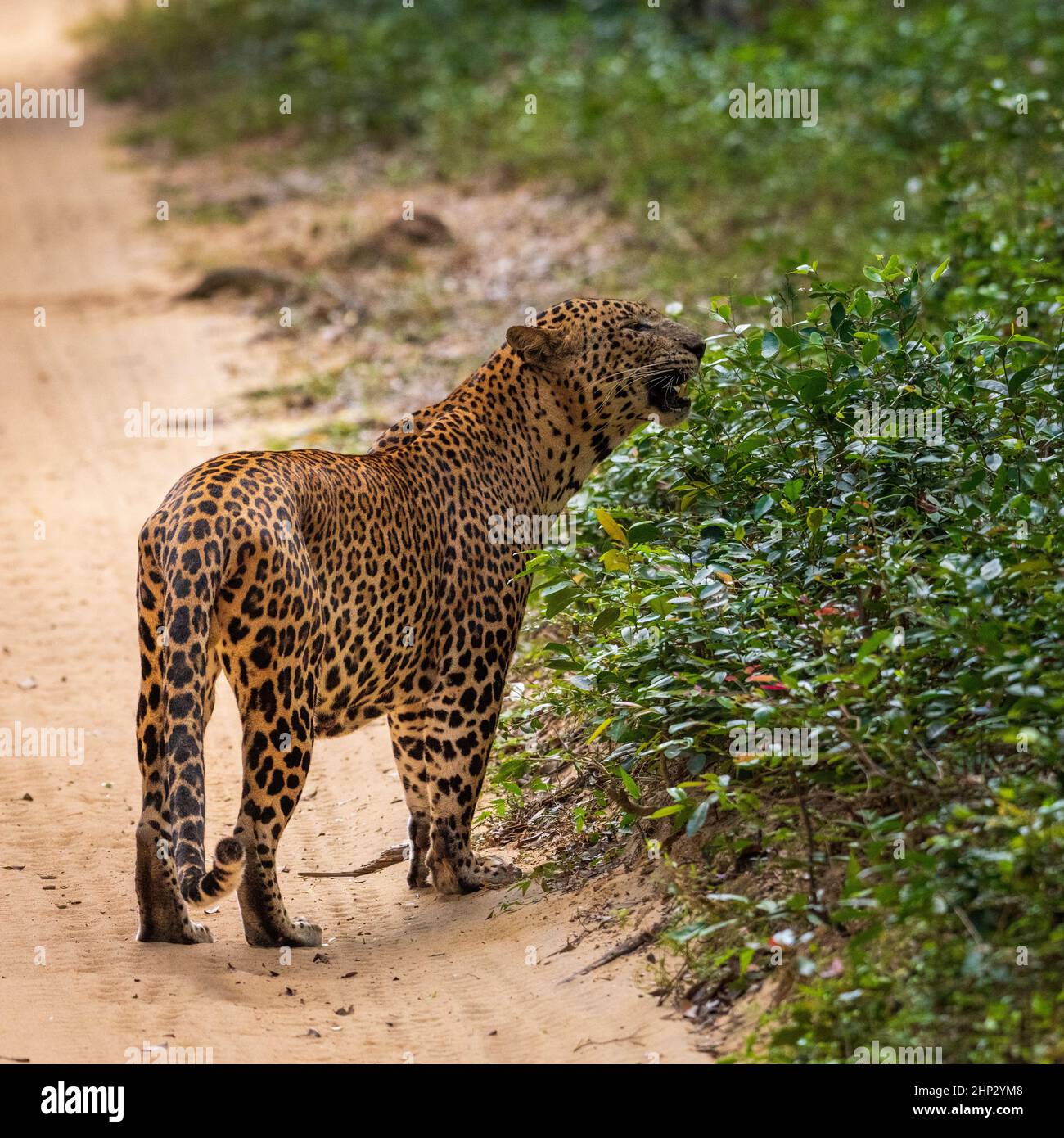 Leopardo (Panthera pardus kotiya), Passeggiate in strada, Wilpattu, Sri Lanka Foto Stock