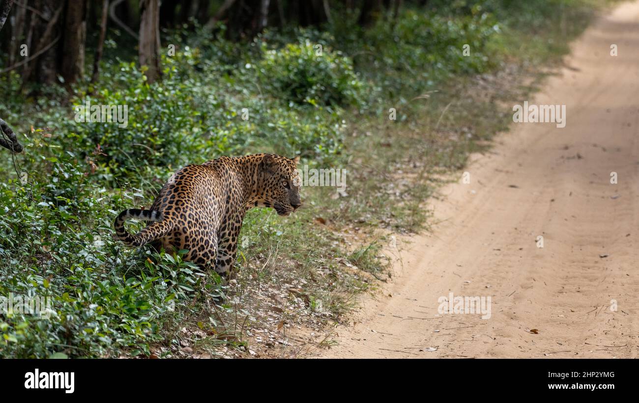 Leopardo (Panthera pardus kotiya), territorio di Marking, Sri Lanka Foto Stock