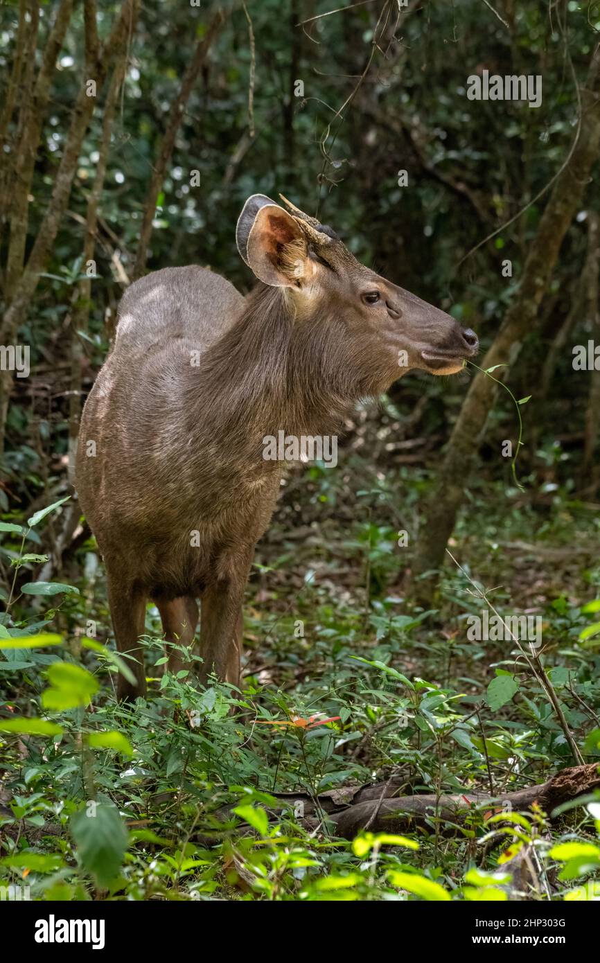 Sambar deer (Rusa unicolor) Foto Stock