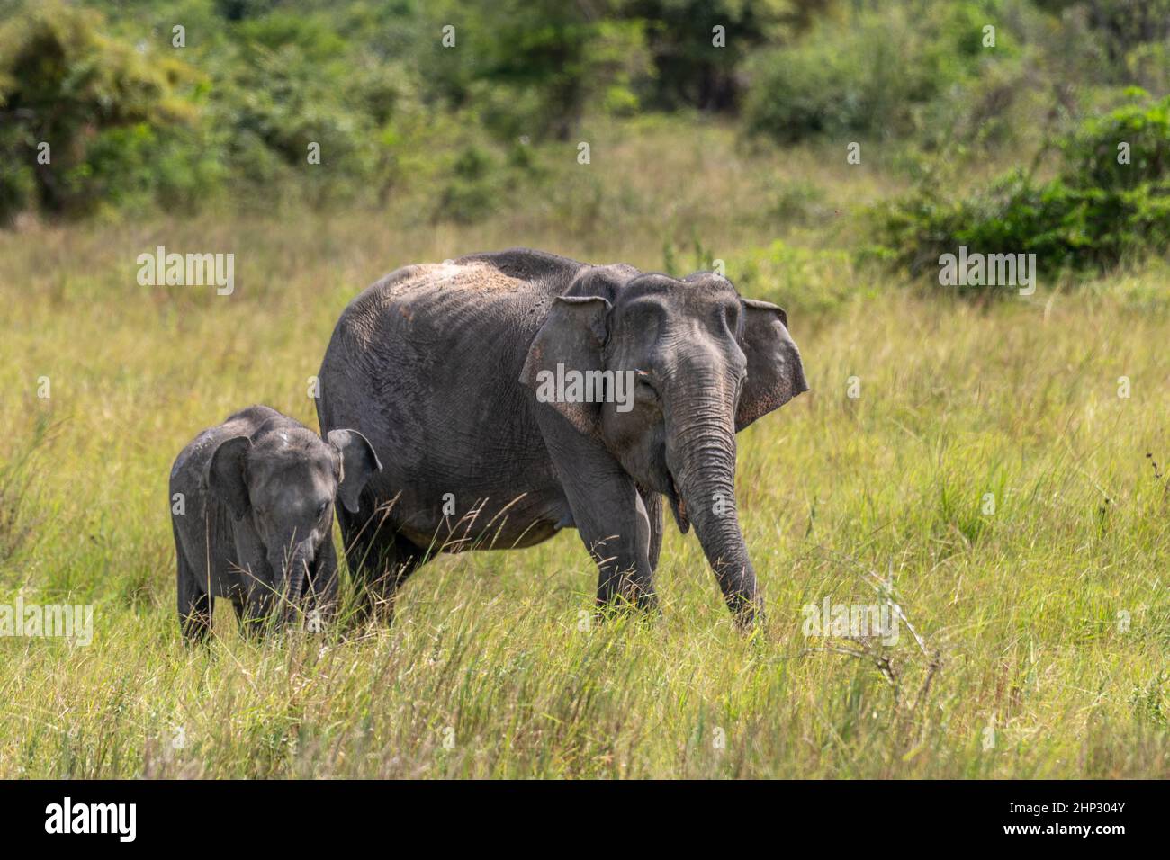 Elefanti indiani (Elephas maximus), con Baby, Wilpattu NP, Sri Lanka Foto Stock