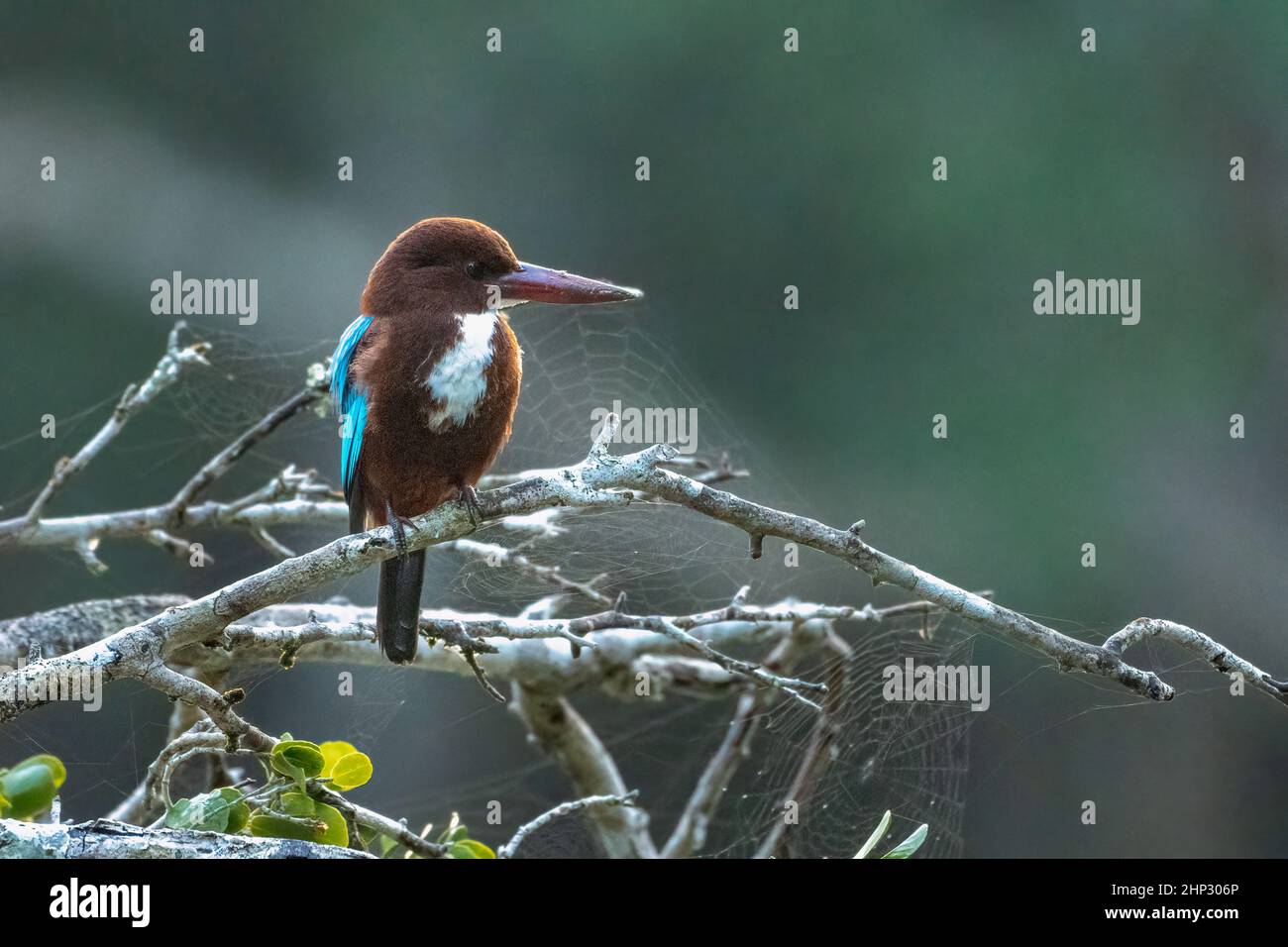 Bianco-throated Kingfisher (Halcyon smyrnensis) Foto Stock