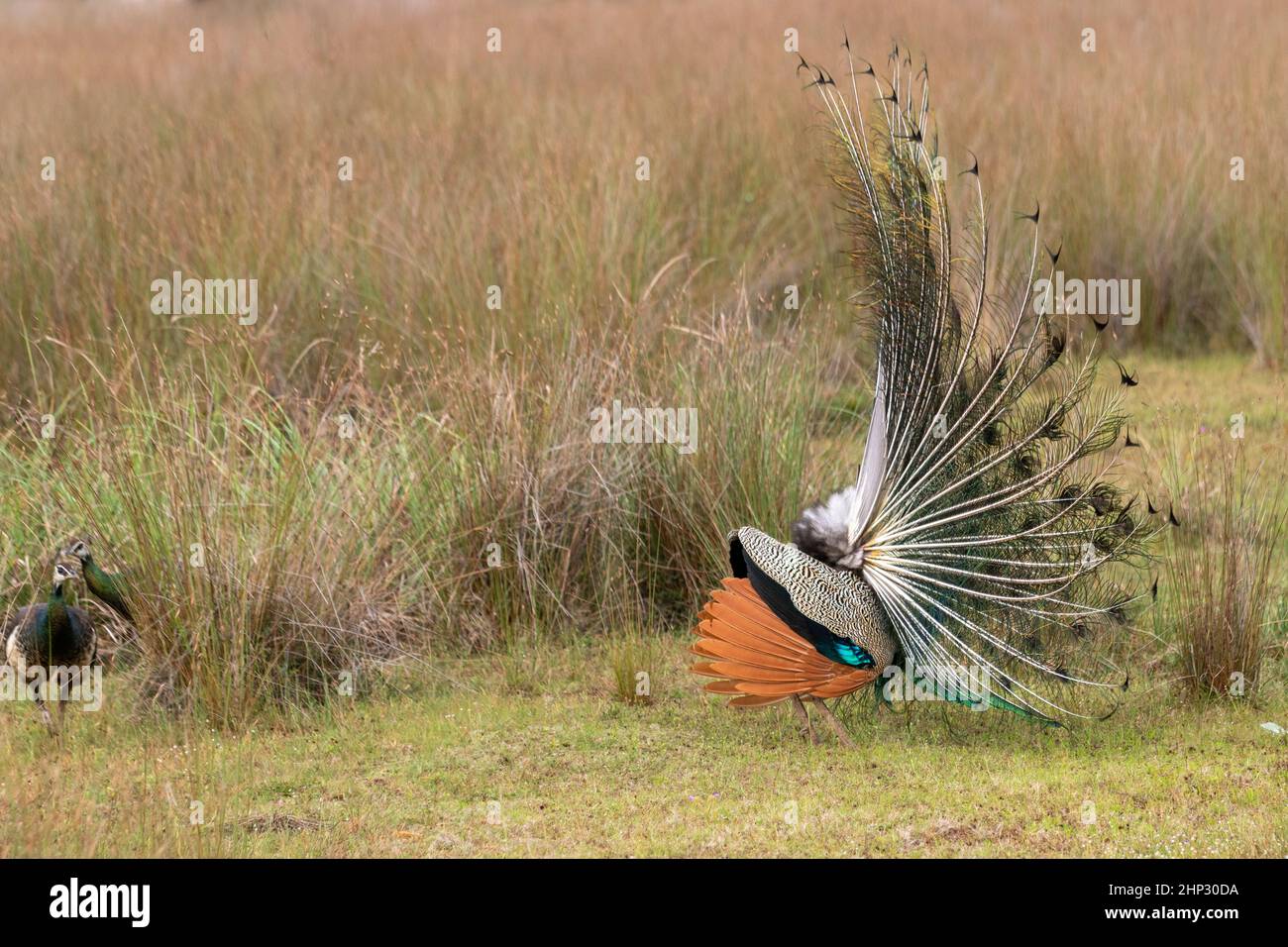 Peafowl maschio (Peacock) (Pavo cristatus) visualizzati nel selvaggio Foto Stock