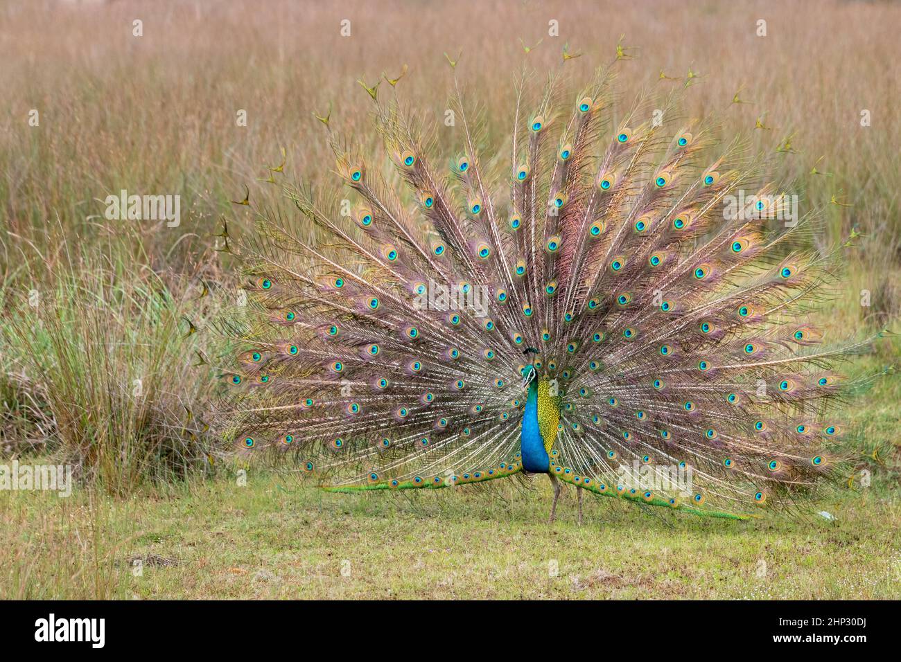 Peafowl maschio (Peacock) (Pavo cristatus) visualizzati nel selvaggio Foto Stock