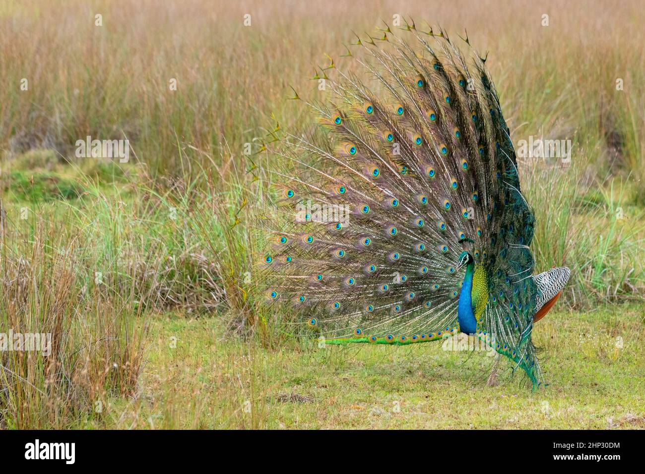 Peafowl maschio (Peacock) (Pavo cristatus) visualizzati nel selvaggio Foto Stock