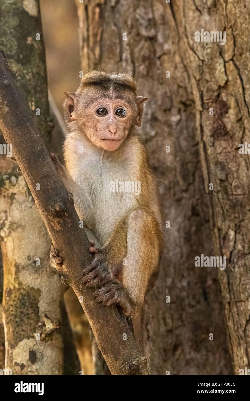 Giovane scimmia Toque macaque, Macaca sinica Foto Stock