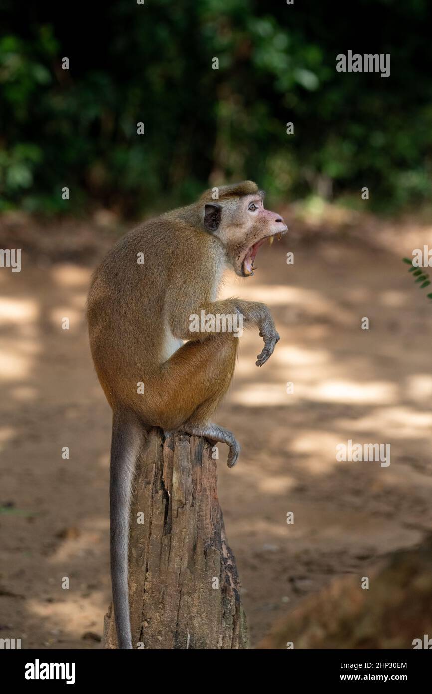 Scimmia toque macaque (Macaca sinica), Sri Lanka Foto Stock