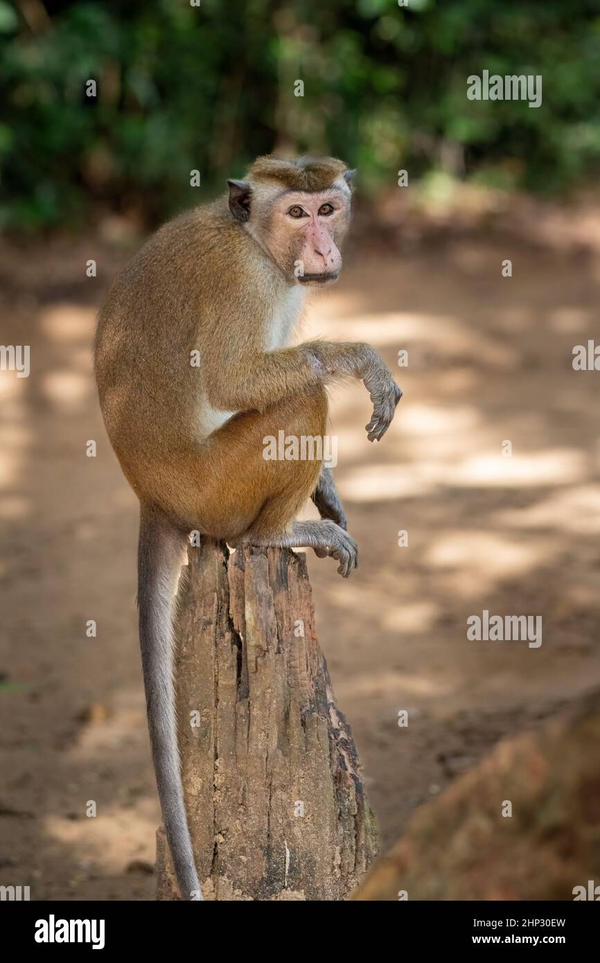 Scimmia toque macaque (Macaca sinica), Sri Lanka Foto Stock