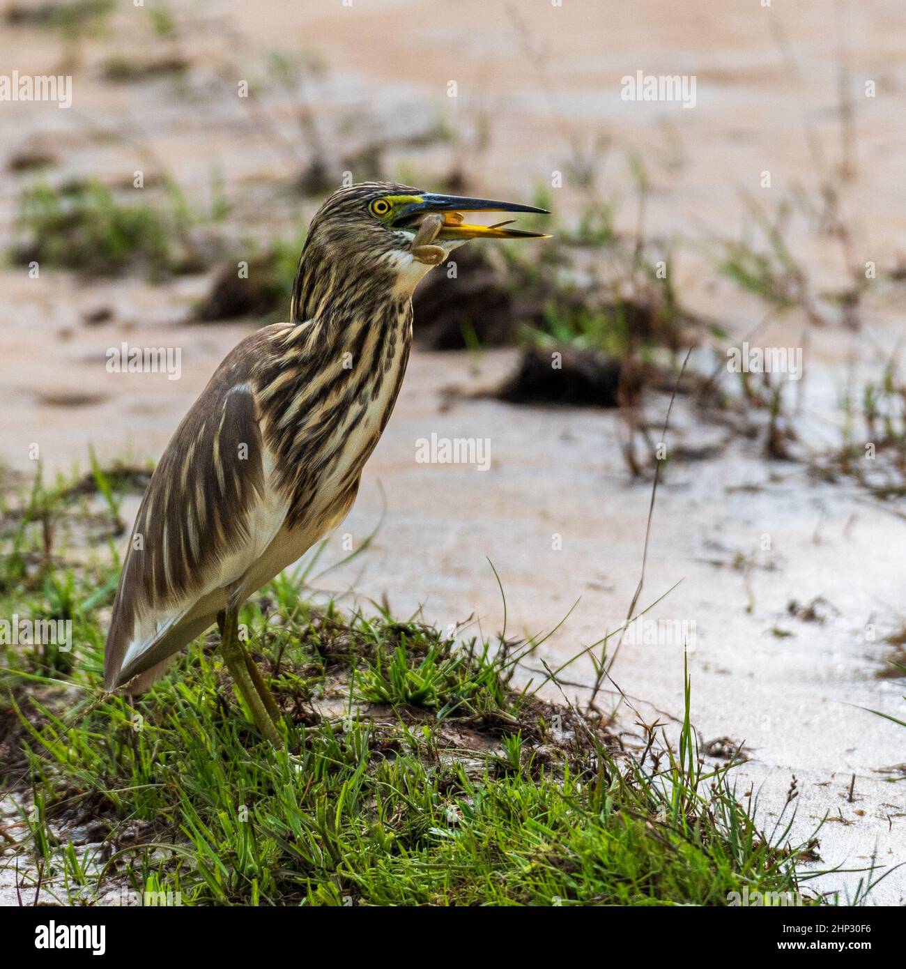 Indian Pond Heron (Ardeola grayii) mangiare rana Foto Stock