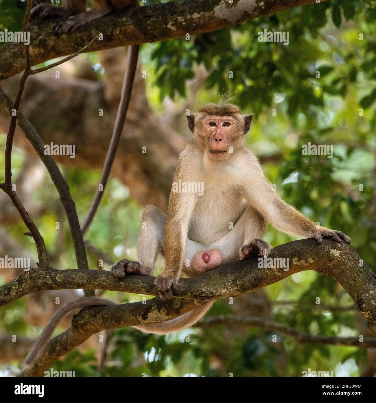 Giovane scimmia toque macaque (Macaca sinica), Sri Lanka Foto Stock