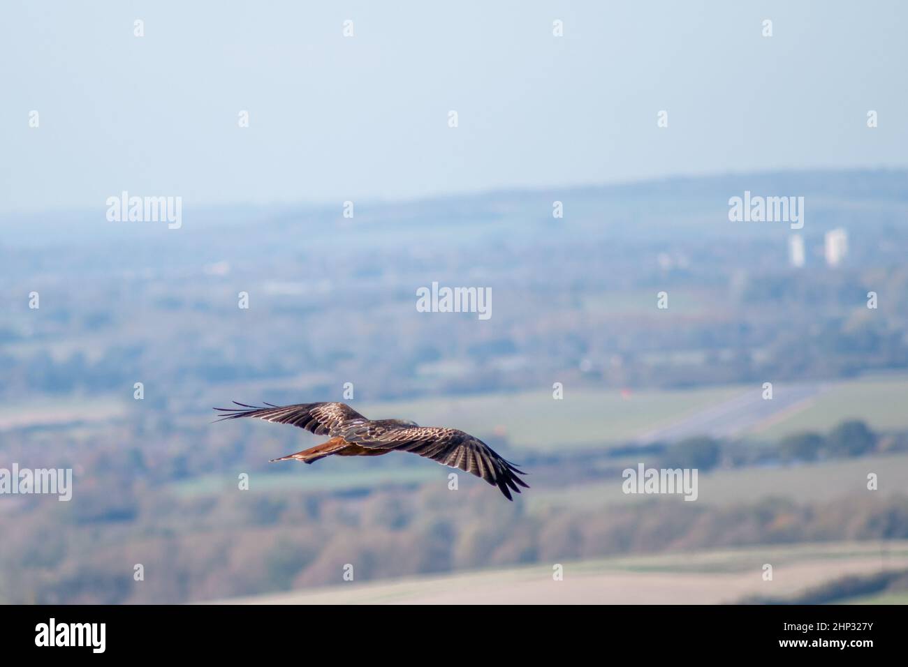 Nibbio reale in volo Foto Stock