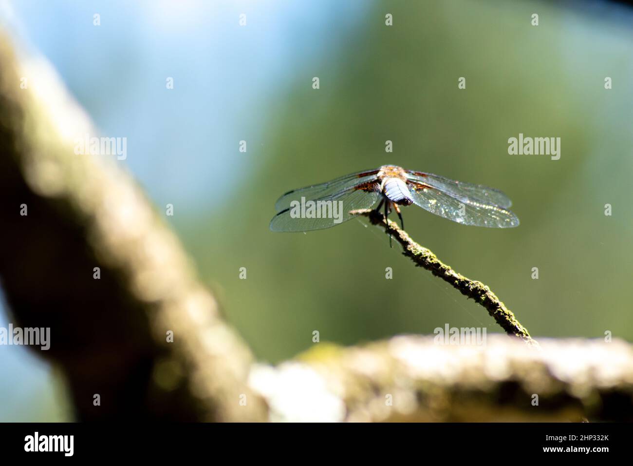 Chaser Dragonfly a corpo largo Foto Stock