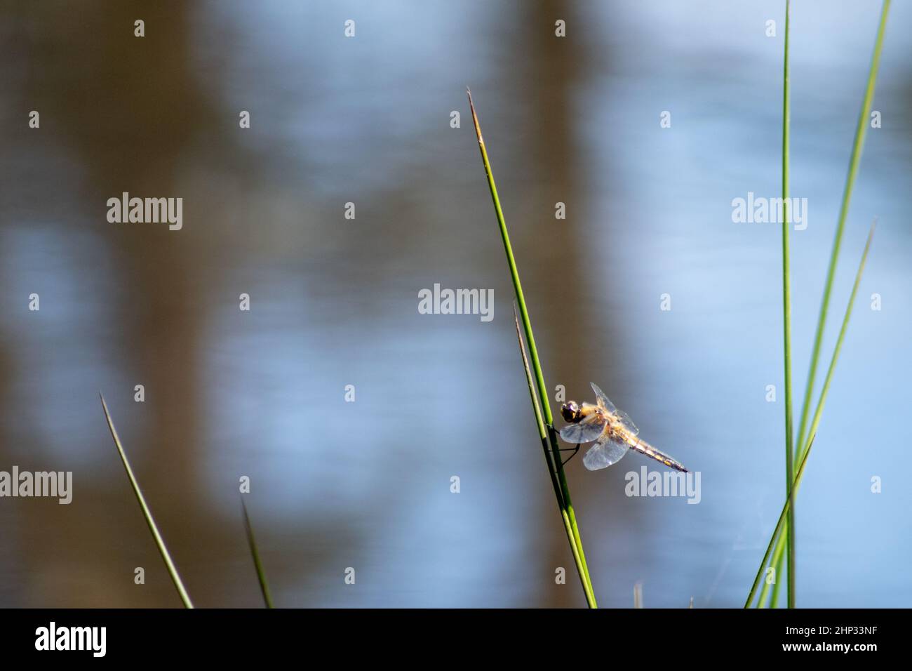 Chaser Dragonfly a corpo largo Foto Stock