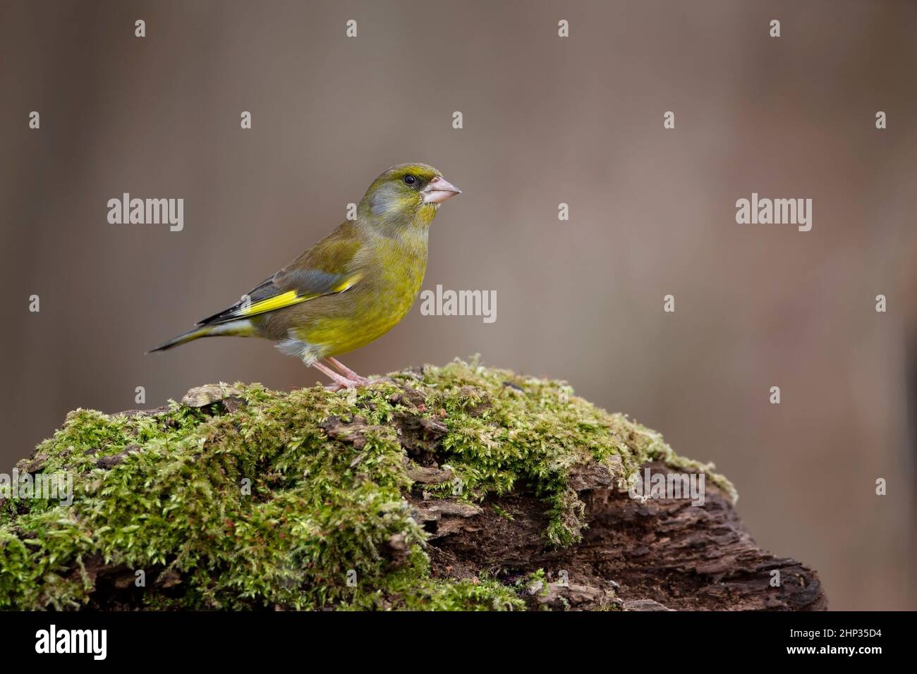 Un unico maschio europeo greenfinch Carduelis chloris in profilo appollaiato su un tronco coperto muschio Foto Stock