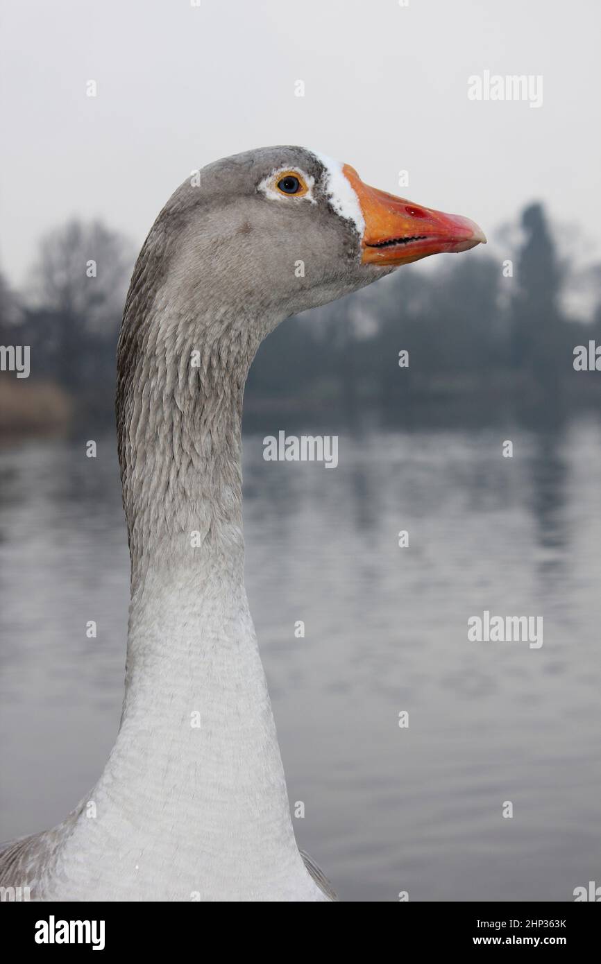 Oca addomesticata alla mera, Ellesmere, Shropshire, Regno Unito Foto Stock