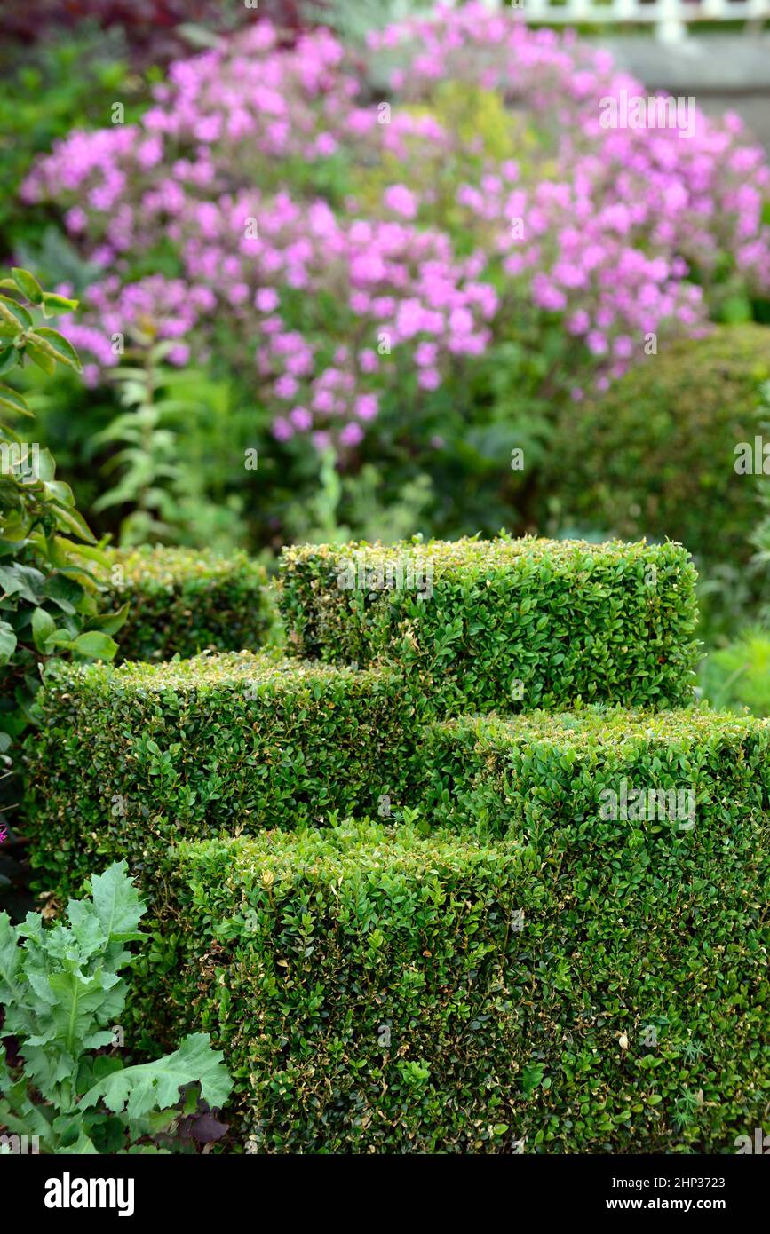 Scatola tagliata,buxus tagliata,clip,rifilatura,rifilata,forma,quadrata,geometrica,passo,gradini,siepe a cassetta tagliata,copertura,disegno giardino,forma,forma,forma,caratteristica quadrata,R Foto Stock