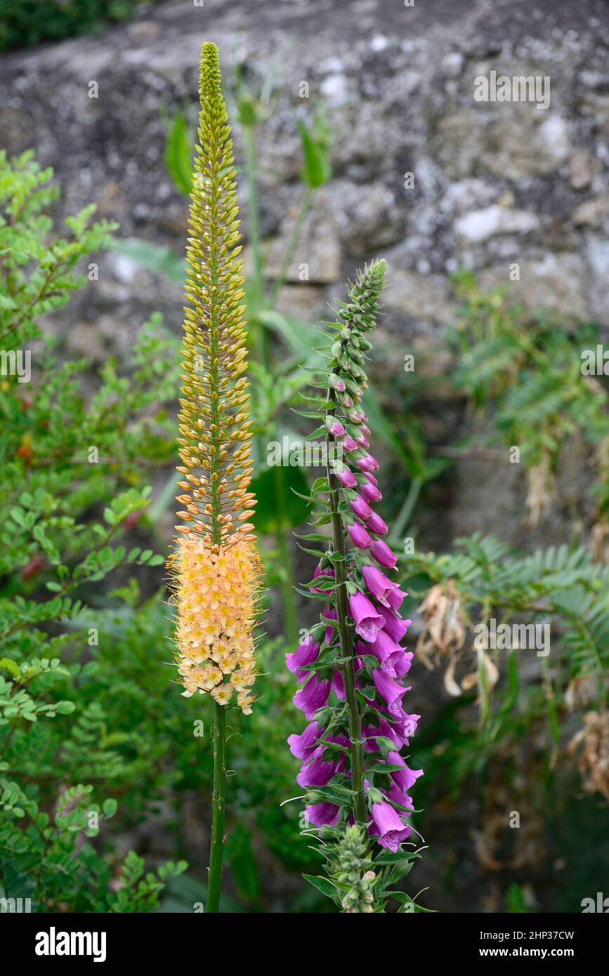 Digitalis purpurpurea,Foxtail Giglio Cleopatra,Eremurus Cleopatra,Eremurus x isabellinus Cleopatra,fiori arancio e viola,combinazione di fiori alti,misto Foto Stock